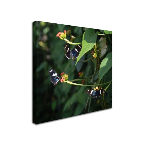 Kurt Shaffer 'Sara Longwing Butterflies' Canvas Art,18x18